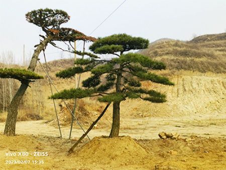 造型黑松