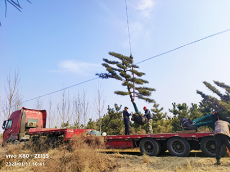 造型油松发货