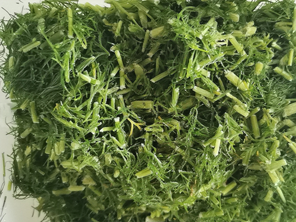 茴香的功效与作用