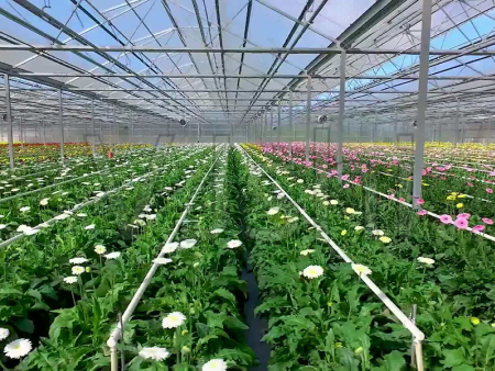 花卉大棚