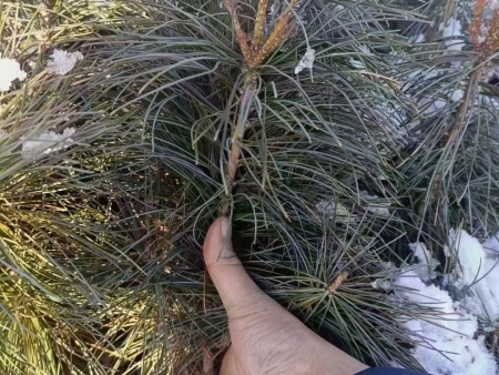 内蒙红松树苗：生态、经济与发展的未来之星