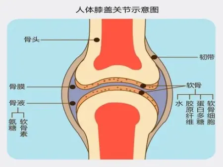 骨关节