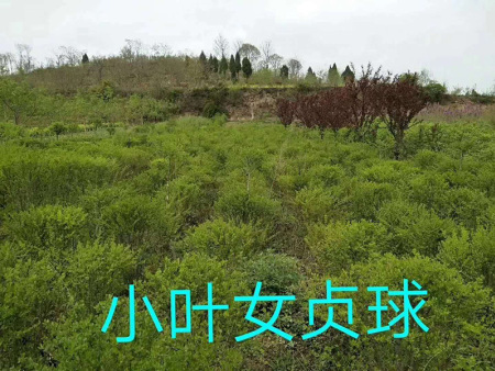 甘肃绿化苗木——绿化苗木不同栽培方式的灌溉