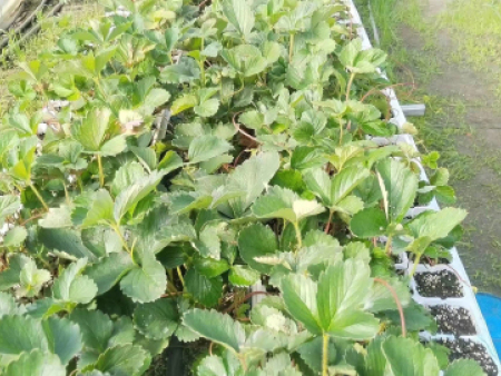 高架立體栽培草莓