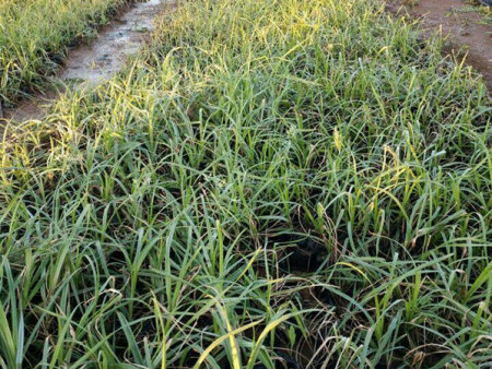 裝車(chē)發(fā)貨