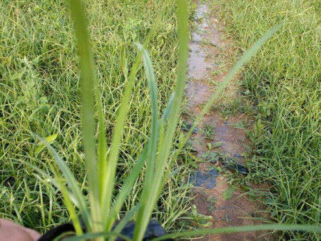 裝車(chē)發(fā)貨