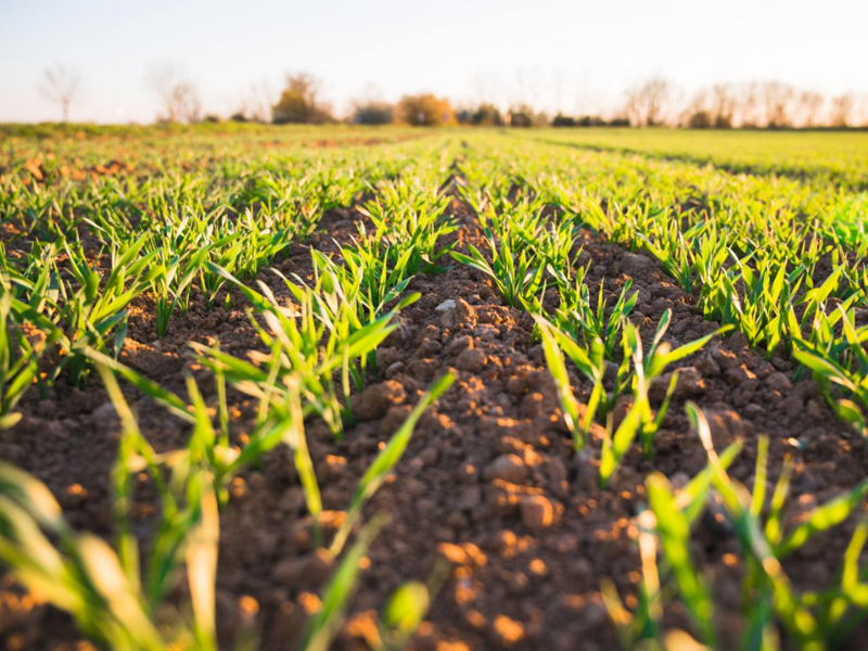 氮磷钾复合肥生产工厂为您介绍氮磷钾复合肥是否会对土壤造成污染？
