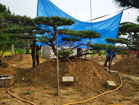 造型油松基地