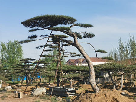 造型黑松價(jià)格