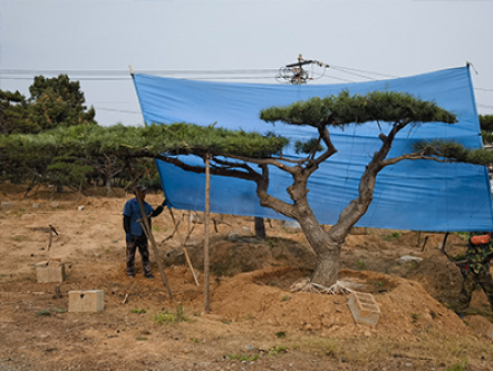 造型松树
