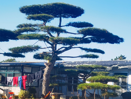 景观松基地