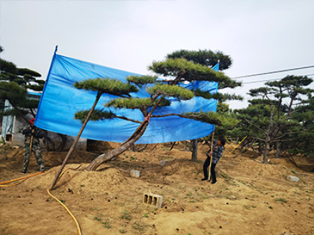 掌握造型松的种植技巧，轻松打造理想园林景观