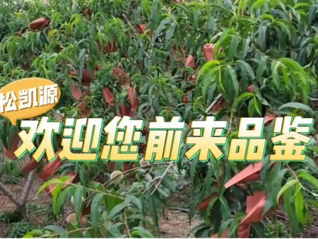 我司酵素农业种植的作用与优势