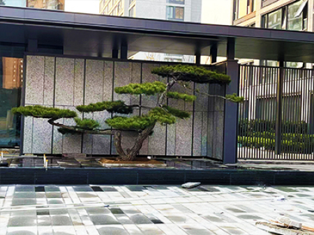 造型油松四川施工