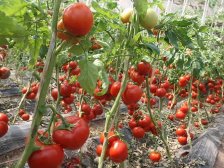 蔬菜冬季施肥要注意的五个问题