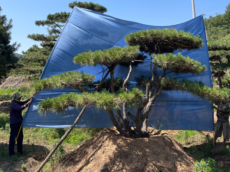 怎樣為萊蕪造型黑松加強(qiáng)抗寒力？基地為您揭秘