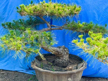 造型松盆景