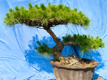 造型松盆景