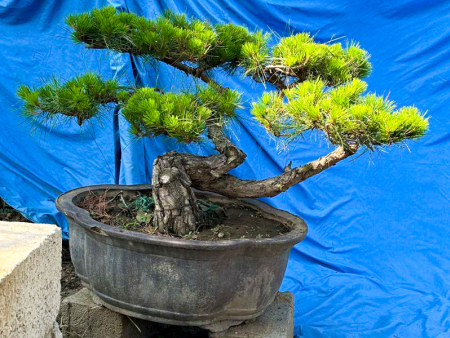 造型油松盆景