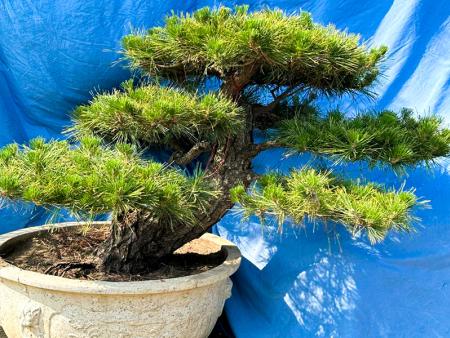 造型黑松盆景