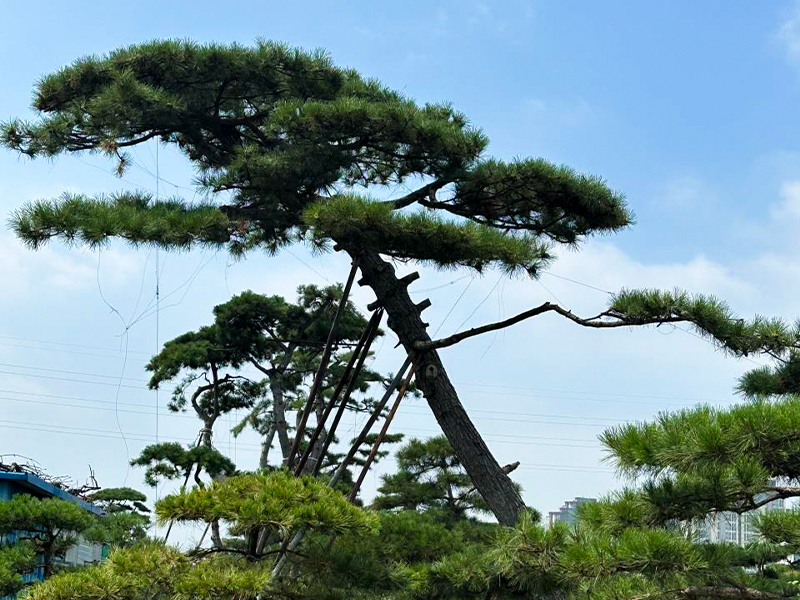 造型黑松