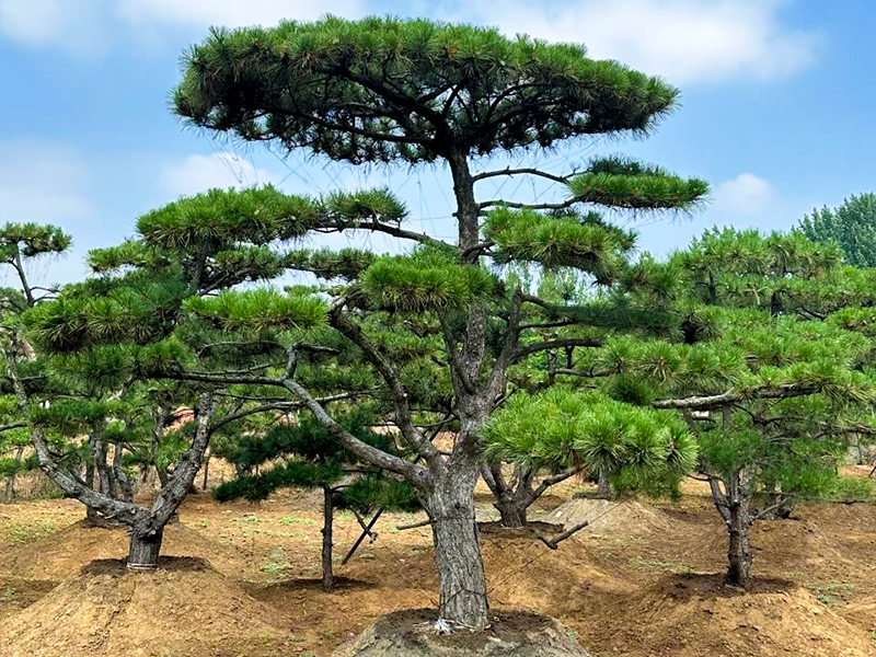 造型松树