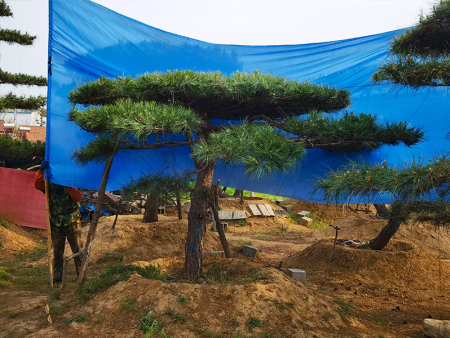 造型黑松價(jià)格