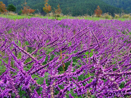 鼠尾草花海