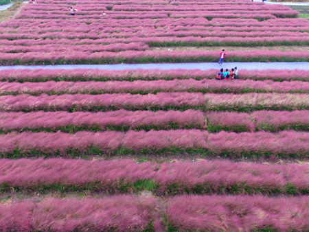粉黛乱子草花海