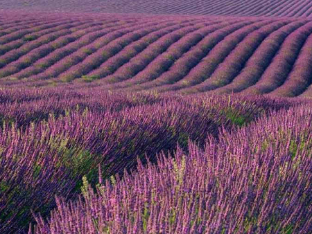 薰衣草花海