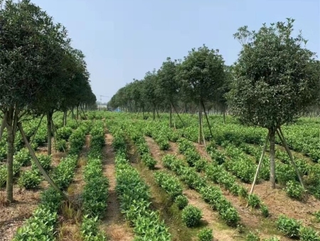 桂花种植基地