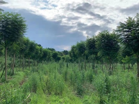 蓝花楹种植基地