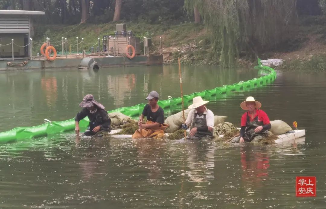 沉水植物當起河湖“清潔工”