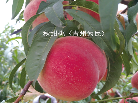 秋甜桃