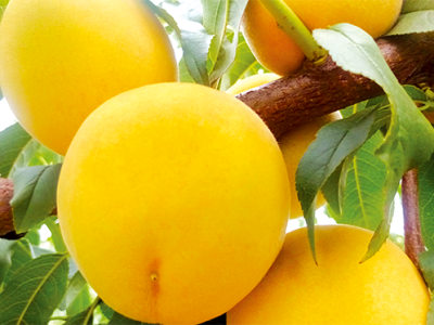 青州市为民桃苗专业合作社-主营山东晚熟桃苗_桃苗批发_新品种桃苗