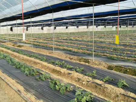 蔬菜种植大棚