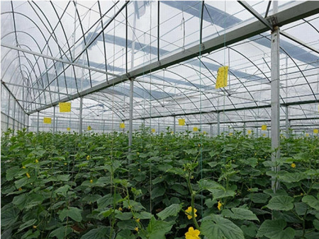 蔬菜种植大棚