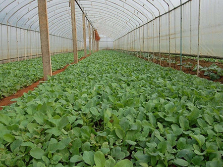 蔬菜种植大棚
