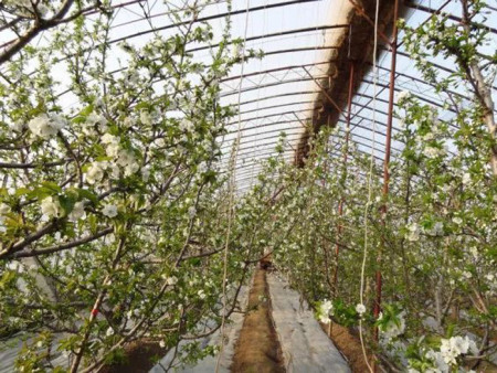 樱桃树温室