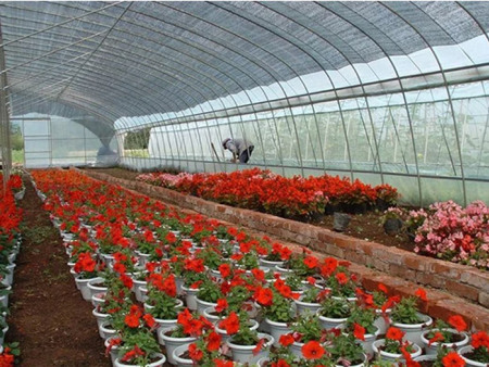 花卉大棚
