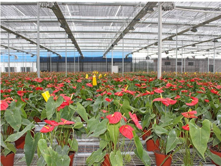 花卉大棚