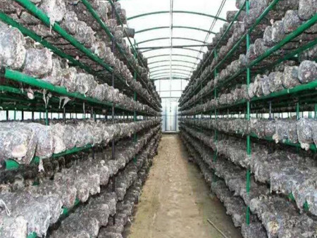 云南菌类温室大棚
