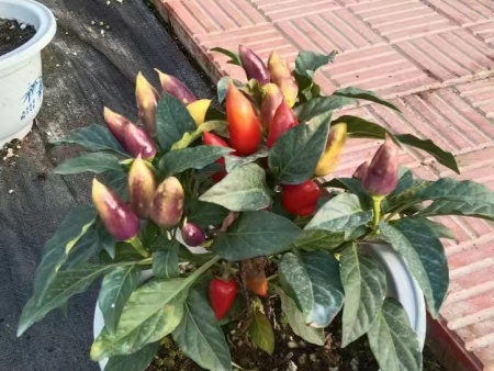 活体蔬菜