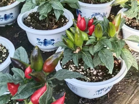 活体蔬菜