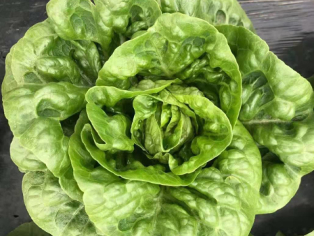 水培葉菜