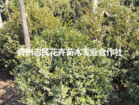八字黄杨球