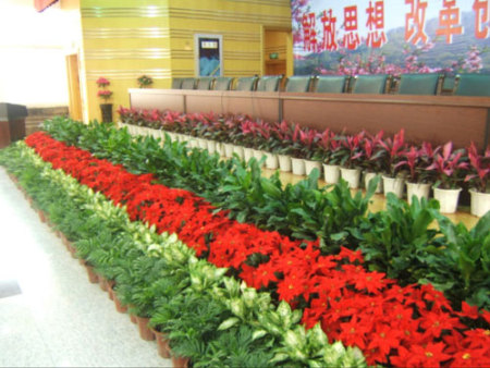 花卉租摆