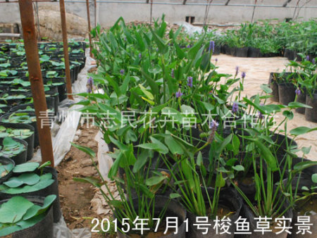 梭鱼草