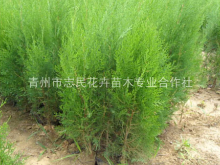 侧柏