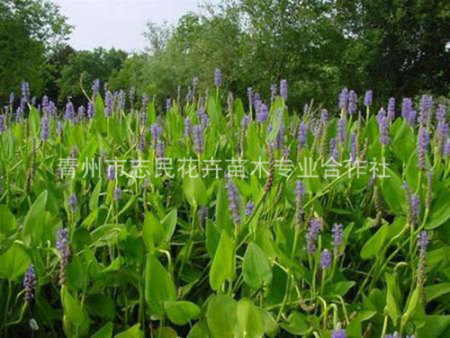 再力花